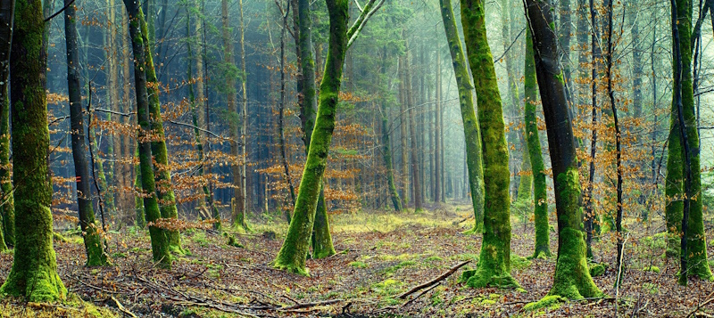 Sparse forest of moss covered trees.