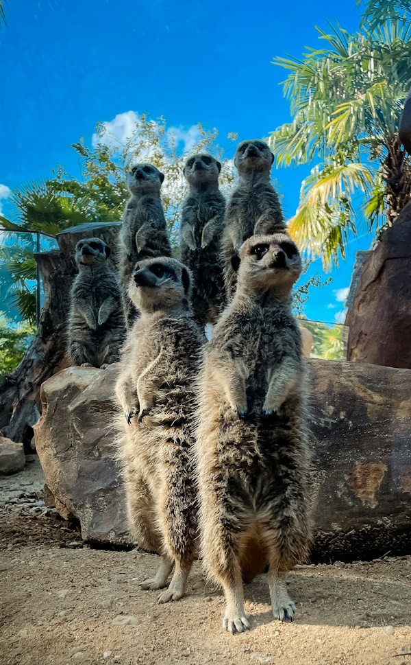 A group of meerkats all standing on two feet on watch for danger possibly in a zoo enclosure.