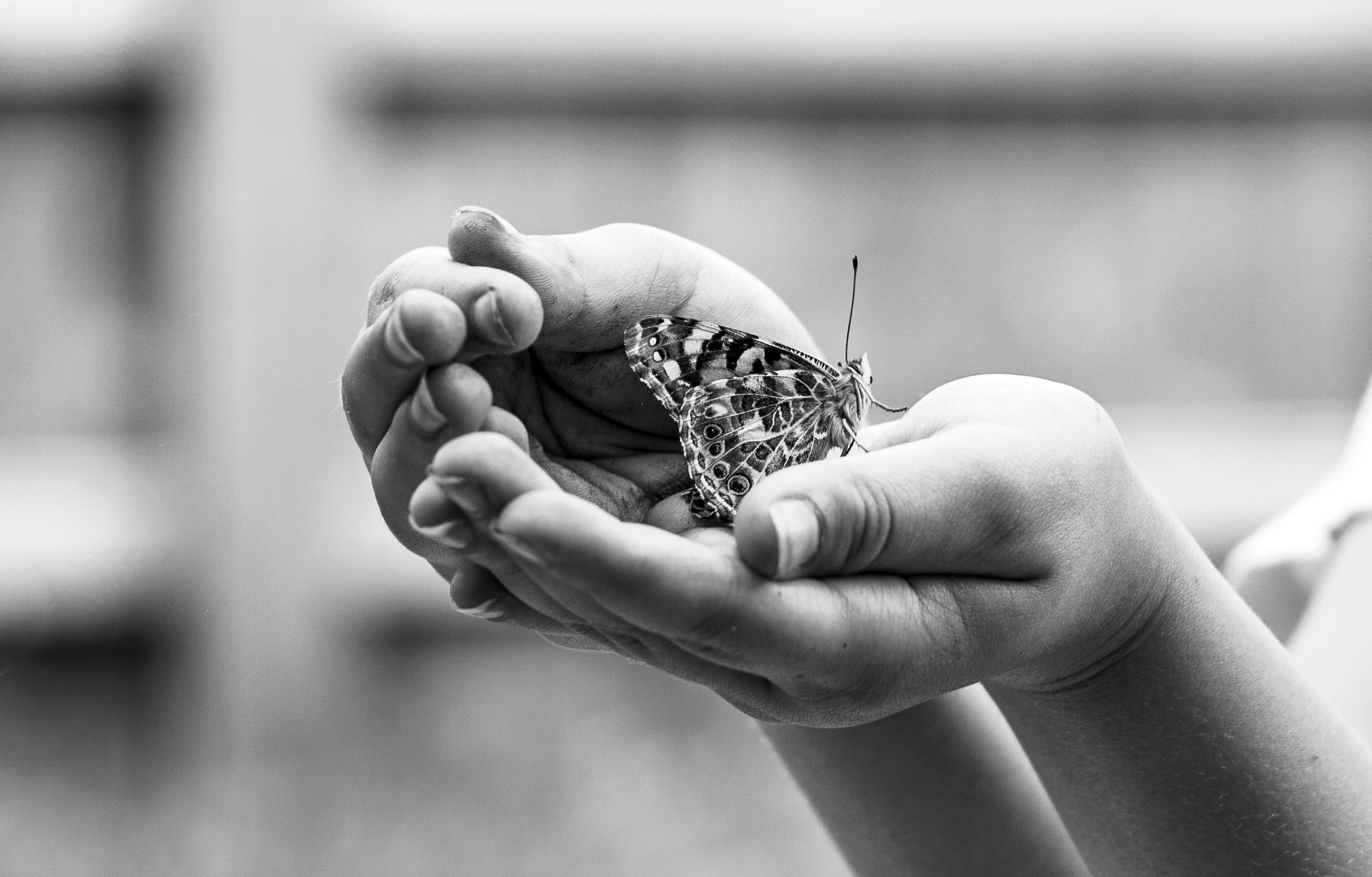 A black and white photo of a pair of hands holding a butterfly.